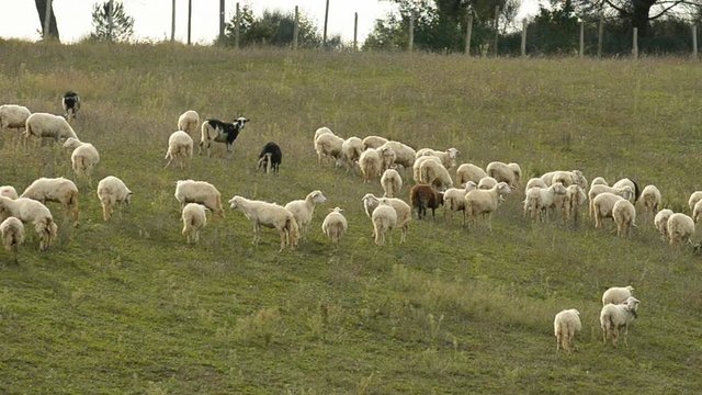 Herd of sheep, Tuscany, Italy, EU, Europe