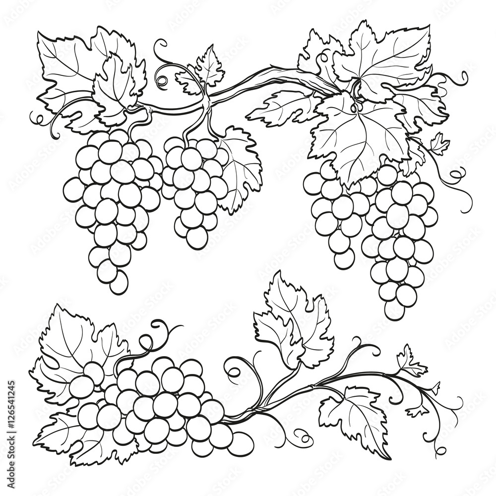 Canvas Prints skatch of grape branches