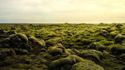 Mossy lava field in Iceland