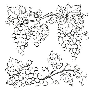 skatch of grape branches