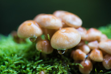 Close up of mushrooms with water drops on moss