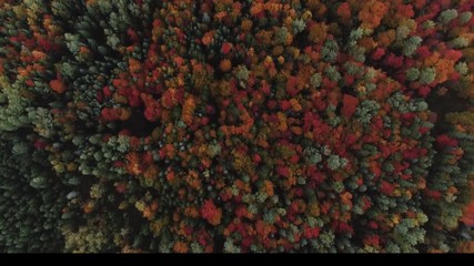 Survol de la foret canadienne durant l’automne 