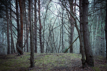 mysterious forest