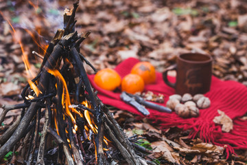 Cozy picnic in autumn forest near bonfire