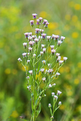 Melkolepestnik ustionem (lat. Erigeron acris)