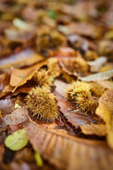 Chestnut leaves in the forest