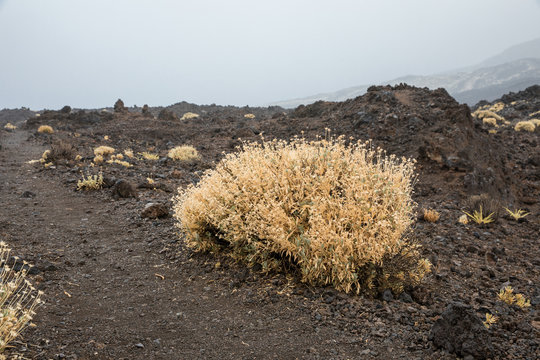 Rosalillo de cumbre dans le Parc national du Teide &agrave; Tenerife (Espagne)