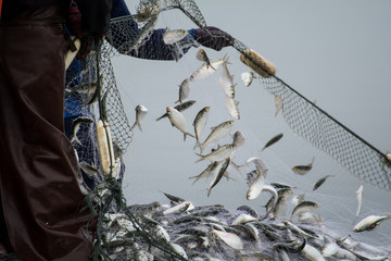 Fototapeta premium On the fisherman boat,Catching many fish at mouth of Bangpakong river in Chachengsao Province east of Thailand.