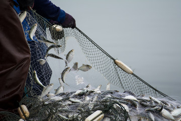 Obraz premium On the fisherman boat,Catching many fish at mouth of Bangpakong river in Chachengsao Province east of Thailand.