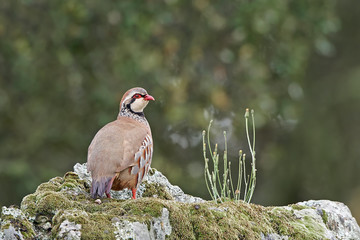 Red-legged partridge (Alectoris rufa)