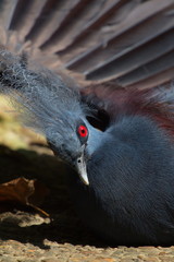 Red eyes crowned pigeon take a rest in the sunlight