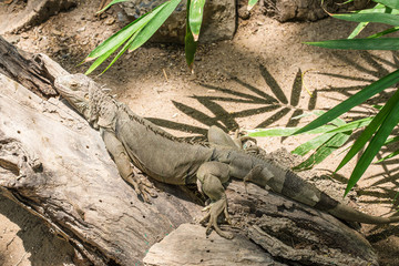 The iguana
