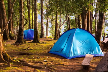 Two tents in the forest