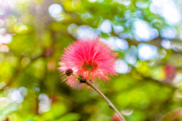 Exotische Blüten