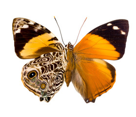 Smyrna Blomfildia butterfly