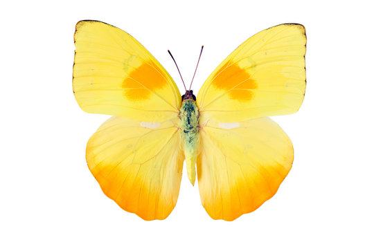 Butterfly Pieridae