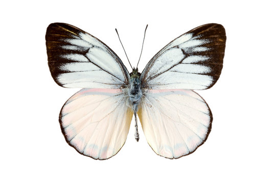 Fototapeta White butterfly