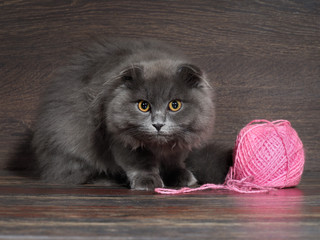 Gray kitten and ball of pink yarn
