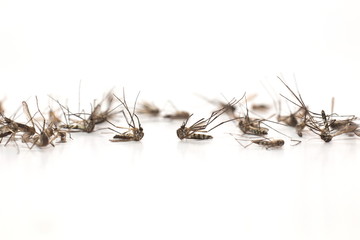 Mosquito on white background,mosquito dead.