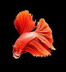 Fototapeta premium Red siamese fighting fish, betta fish isolated on black backgrou