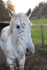 wilde white horse