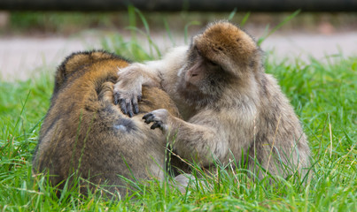 Grooming Barbary Macaque