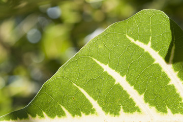 The texture of the leaf with the sunlight