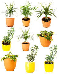 Collection of various potted plants