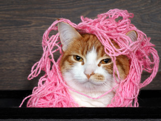 Glamorous cat with matted pink thread on the head, as a hairstyle. Portrait of funny cats