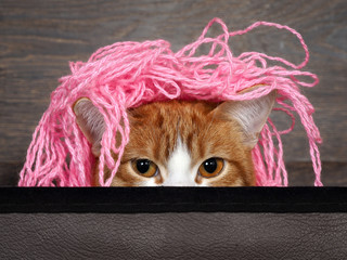 Funny cat with matted pink thread on the head, as a hairstyle. Cat peeking out of the box