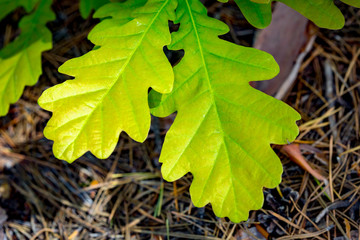green oak leaf