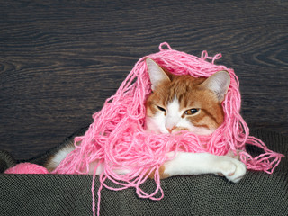 Funny cat with matted pink thread on the head as hair