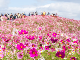 Closeup of cosmos flowers with blurry cosmos hill and tourists who enjoy their relaxation time