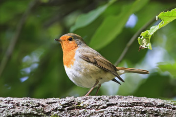 Fototapeta premium the bird is a Robin sitting in the Park among the green foliage