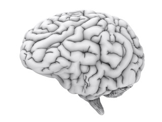 white human brain