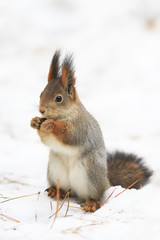 cute squirrel standing on the snow in the Park and eats seeds
