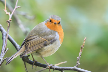 the bird is a Robin sitting in the Park among the green foliage