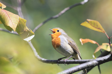 bird Robin in the Park sits among the branches