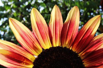 kwiat słonecznika oświetlony promieniami słonecznymi - obrazy, fototapety, plakaty