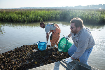 Oyster fishermen hauling in catch in South Carolina