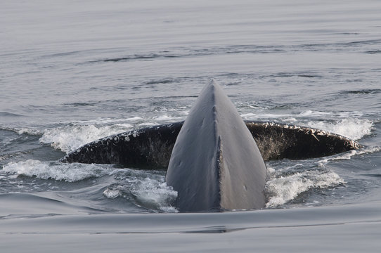 Rare Photo of Inbound Humpback Whale