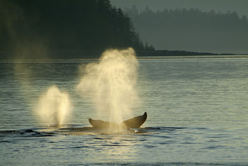 Naklejka premium Backlit Humpback Whale Spout