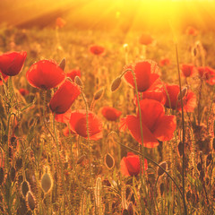 Beautiful red poppy reach for the sun, nature sunlight flower background