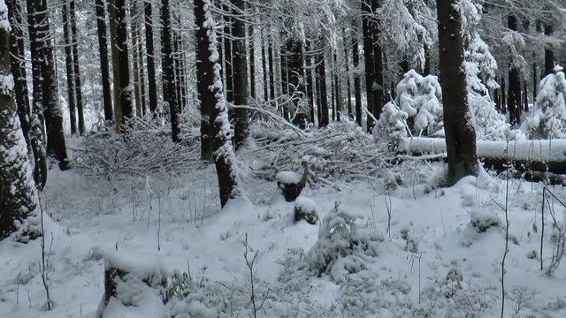 лес лег под грудой снега