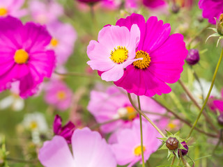 Obraz premium Closeup of a couple of big and small bloom cosmos flowers for couple, love or growth concept and idea