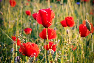 Obraz premium Czerwone maki, tło kwiat natura