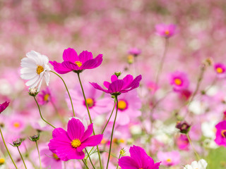 Abstract closeup of cosmos flowers field for nature background