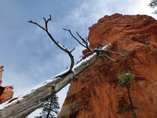 Dead tree trunk balanced against orange rock