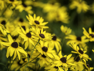 Rudbeckia hirta, black-eyed-susan