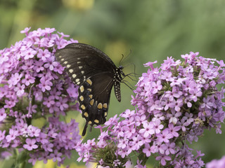 Eastern tiger swallowtail, Papilio glaucus